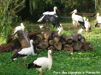 こうのとり自然公園